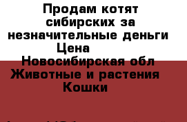 Продам котят сибирских за незначительные деньги › Цена ­ 200 - Новосибирская обл. Животные и растения » Кошки   